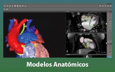 Modelos Anatómicos